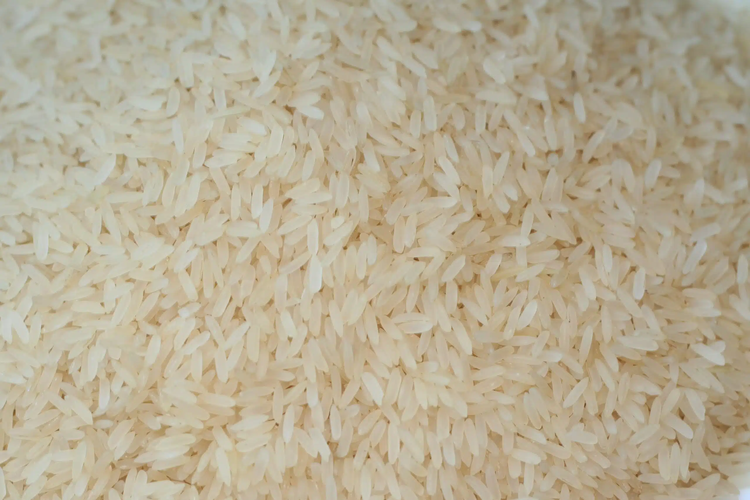 Rice 2 scaled