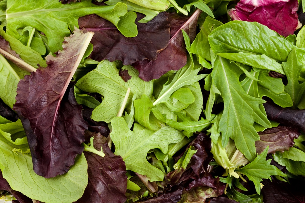 leaves